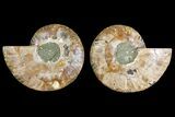 Agatized Ammonite Fossil - Madagascar #139727-1